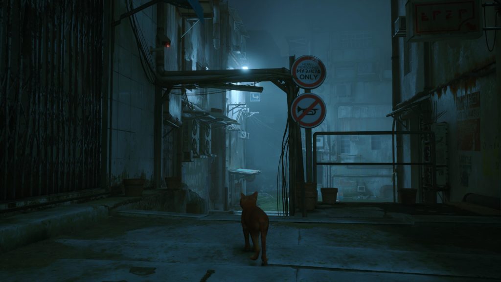 avis Stray